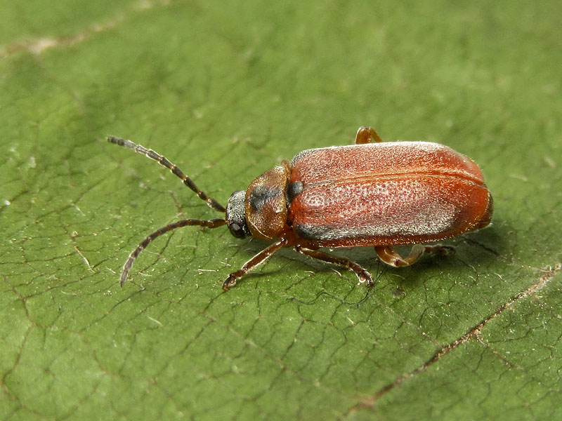 Chrysomelidae: Galerucella lineola